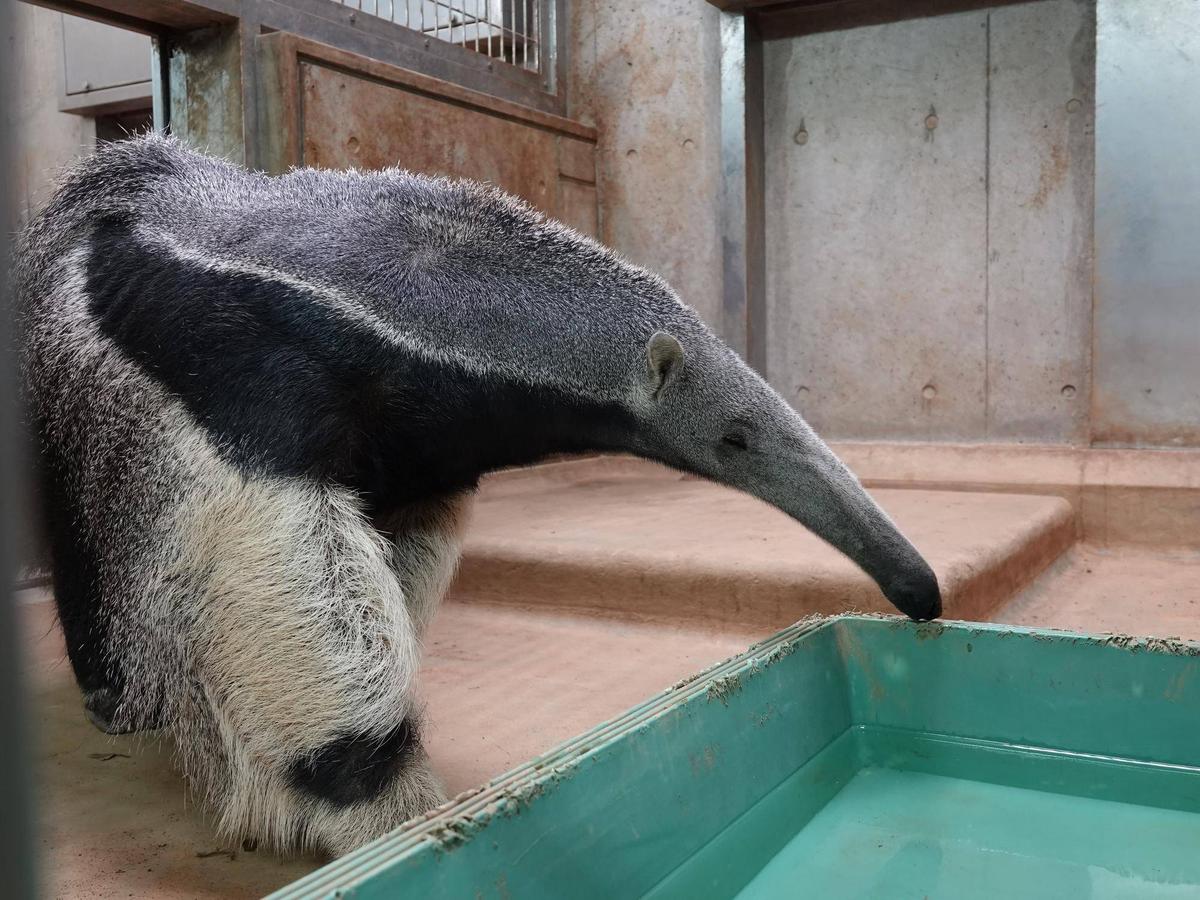 祝！サエ来園！|飼育日誌｜ブログ|よこはま動物園ズーラシア公式サイト