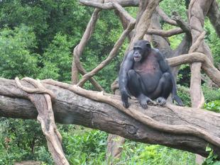 チンパンジーの１５年　その漆　～近況編～