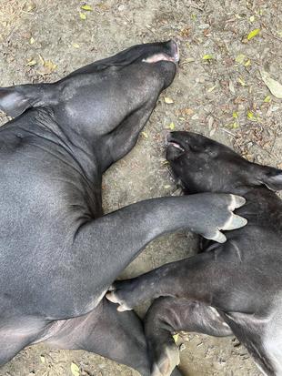 バク通信 続・愛すべきマレーバク🌸