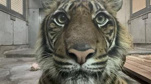 スマトラトラ写真集