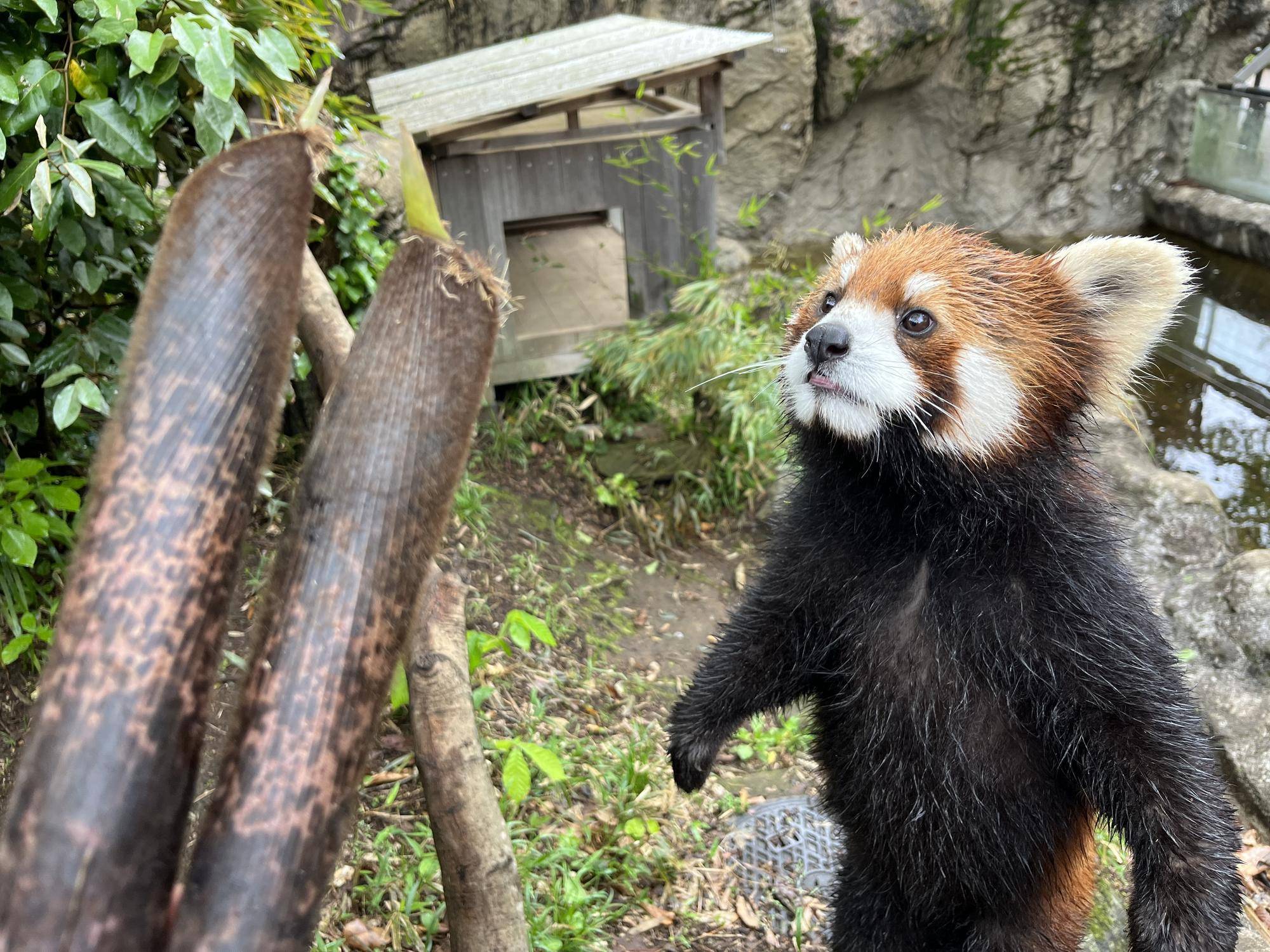 レッサーパンダ春のおたのしみ②の写真