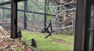 ウーリーモンキーの赤ちゃん成長記⑱～１歳記念～