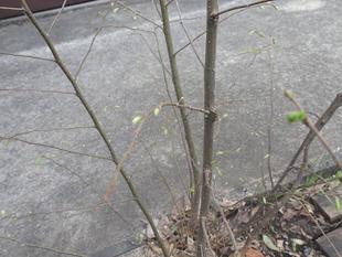 ～　擬態☆見つけたい！　#22　～