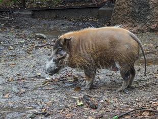 アカカワイノシシの展示場を整備しました