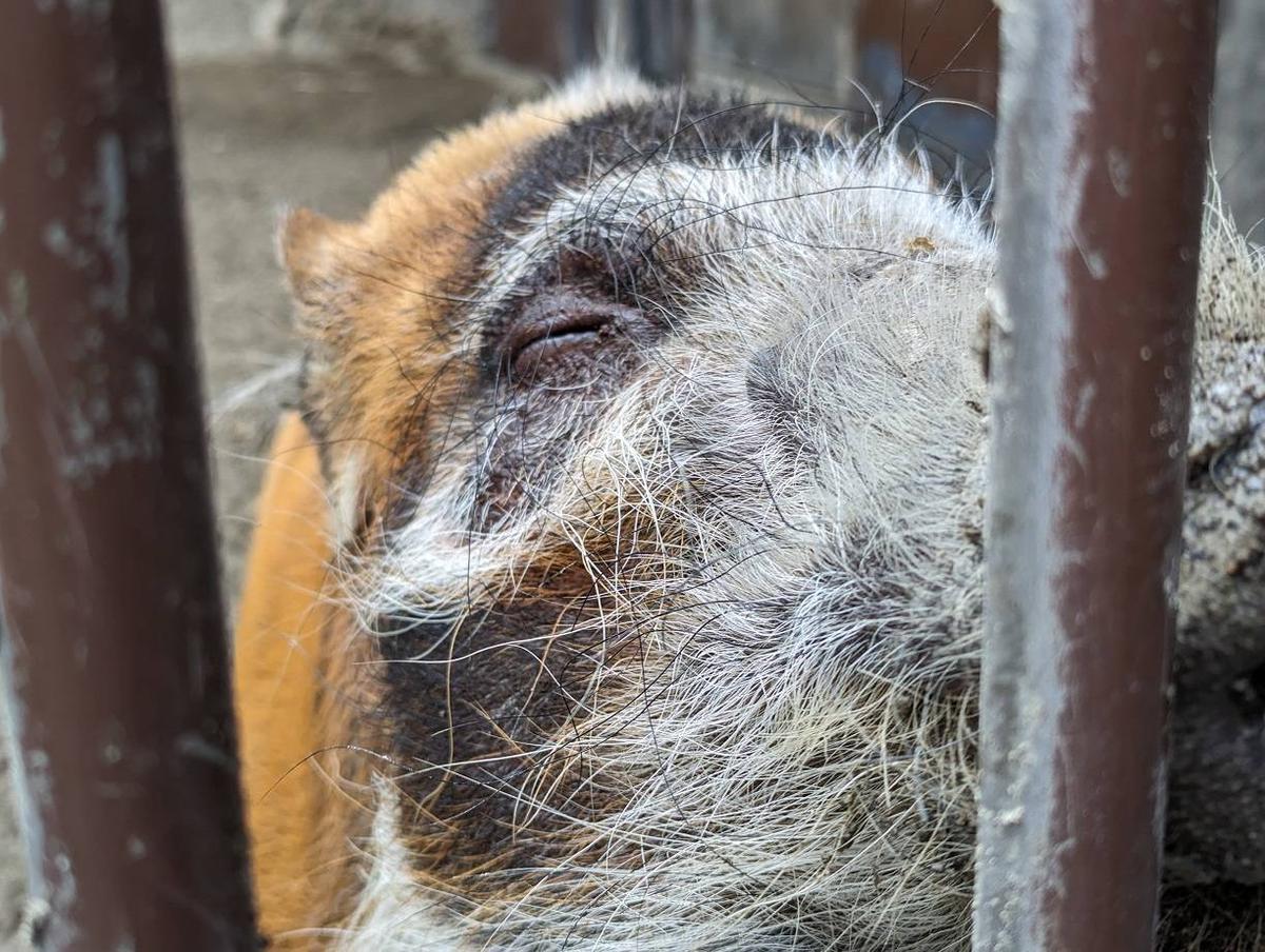 タケノコ 夏が旬のタケノコ】緑竹たけのこ 2kg: JA鹿児島県経済連 鹿児島の味