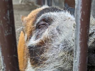 タケノコをあげてみました🐗！！