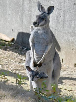 アカカンガルーの子どもたち その2