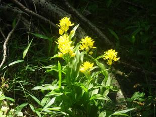 ～　G☆W穴場スポット！自然体験林！　～