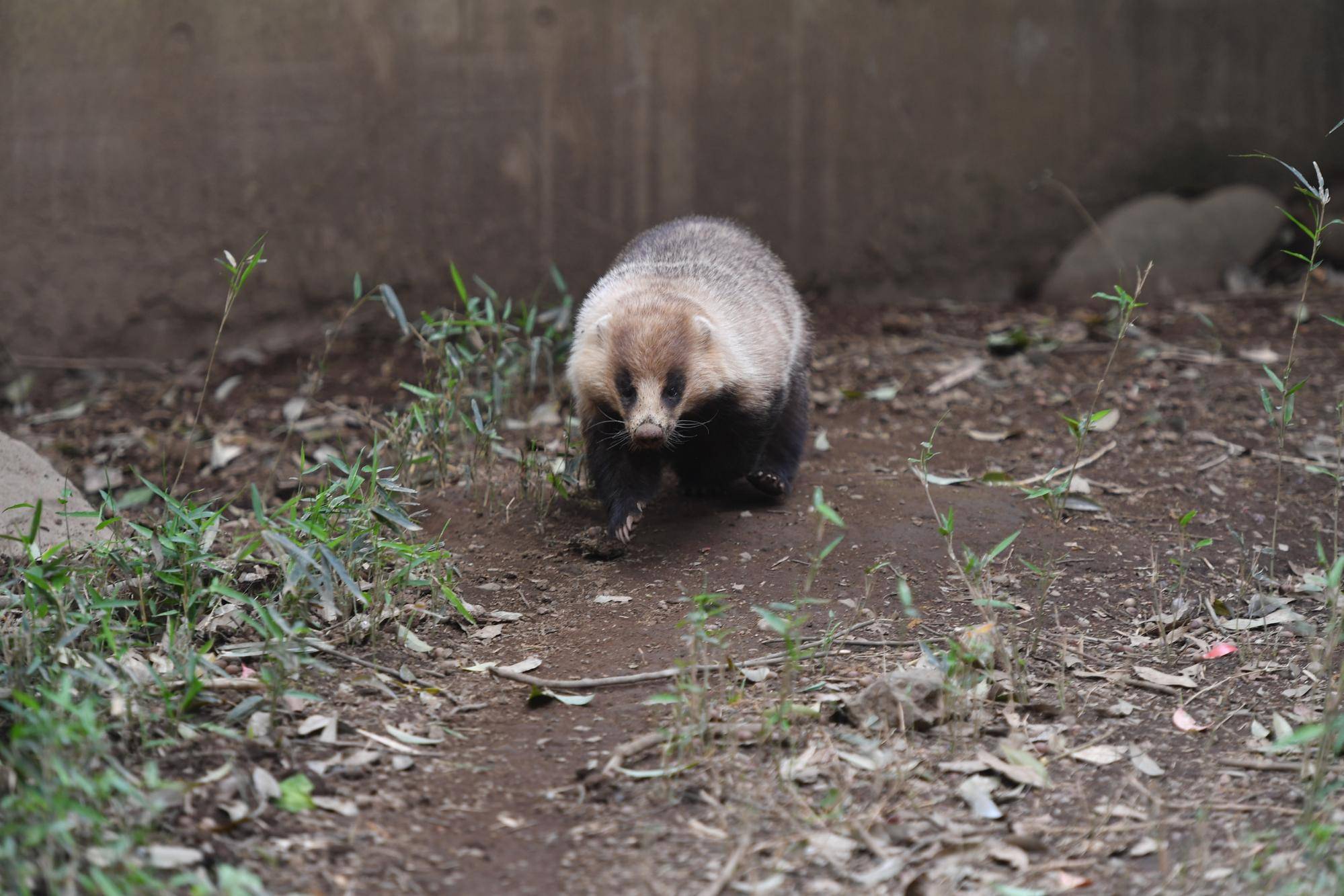春のニホンアナグマたちの写真