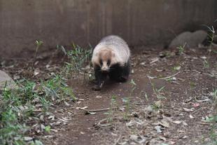 春のニホンアナグマたち