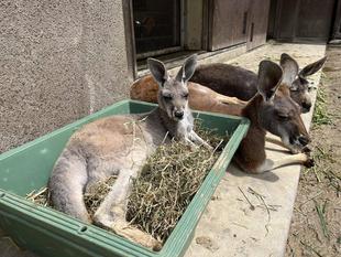 アカカンガルーの子どもたち おまけ