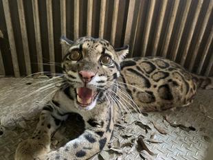 ウンピョウ写真集