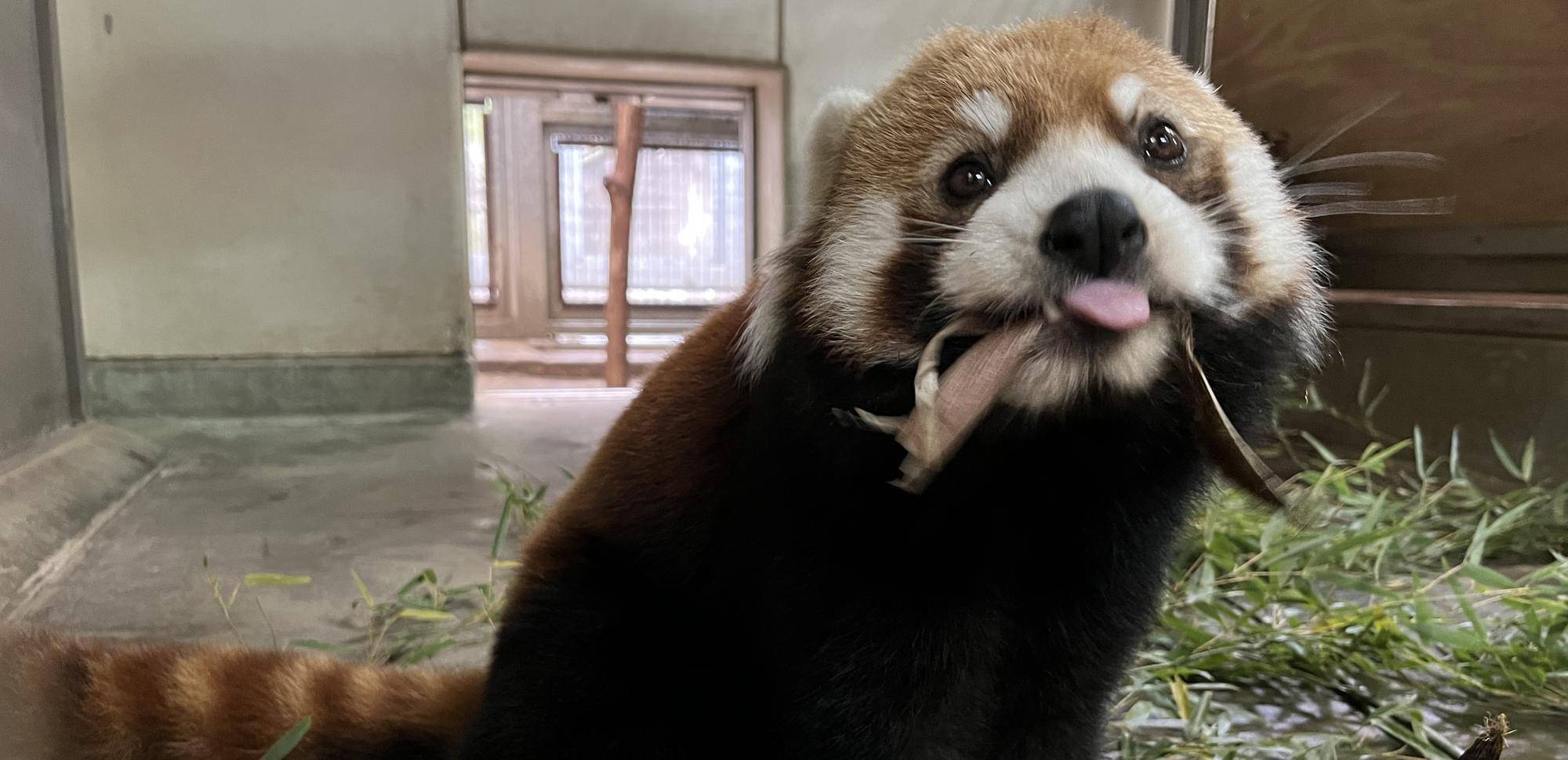 レッサーパンダの春のおたのしみ①の写真