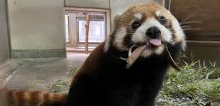 レッサーパンダの春のおたのしみ①