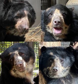 メガネ👓通信 あなたはどのメガネグマ推し?