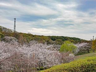🌸桜ブログ🌸　ソメイヨシノの近状報告（4/6の様子）