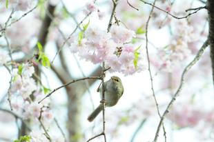 🌸桜ブログ🌸　ソメイヨシノの近状報告（4/11の様子）
