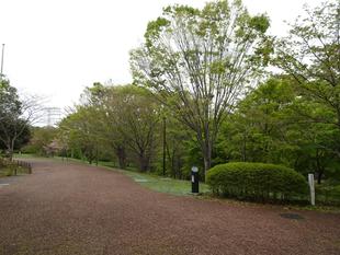 🍃桜ブログ🍃　ソメイヨシノの近状報告（4/18の様子）