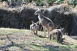 アカカンガルーの子どもたち その3