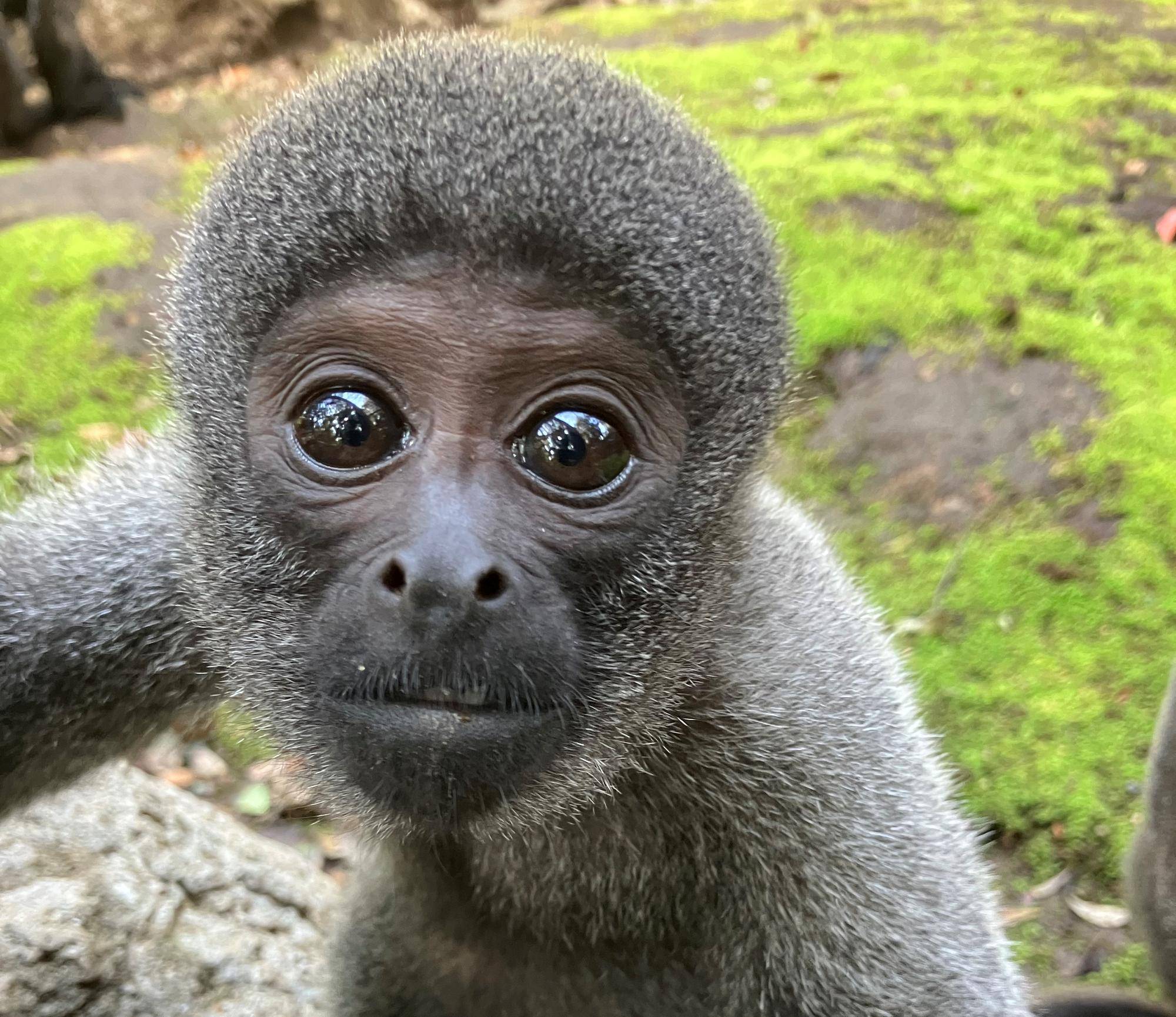 ウーリーモンキーの赤ちゃん成長記⑰の写真
