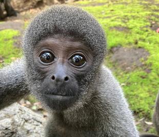 ウーリーモンキーの赤ちゃん成長記⑰