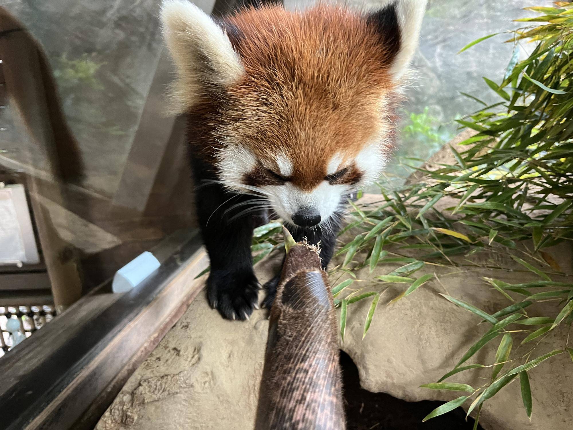 レッサーパンダ春のおたのしみ③の写真