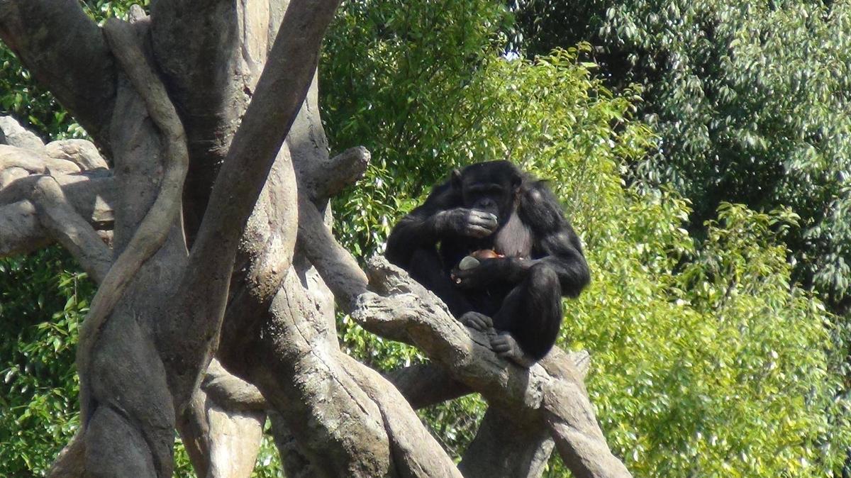 チンパンジーに旬のおやつをプレゼント（4月：玉ねぎ）|チンパンジーの