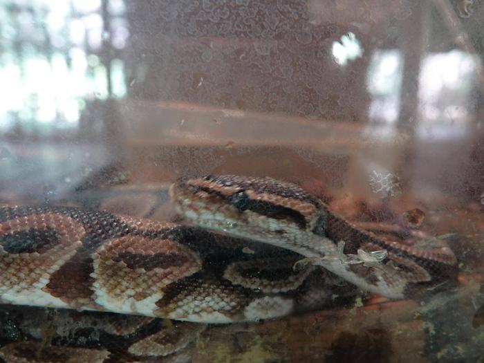 ⑨ボールニシキヘビ.jpg