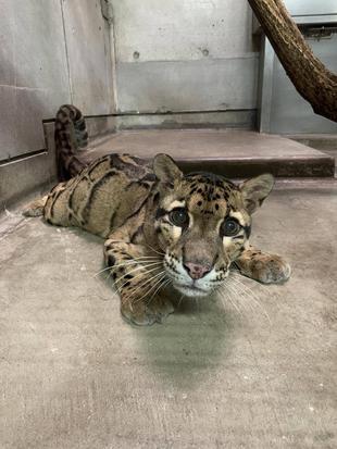 ウンピョウ写真集②