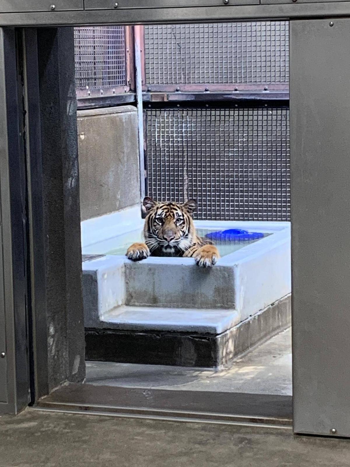 スマトラトラ写真集②|すまとらとら｜ブログ|よこはま動物園