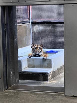 スマトラトラ写真集②