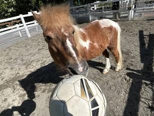 ゆうすけとサッカーボール