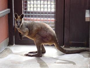 オグロワラビーのお引っ越し生活①