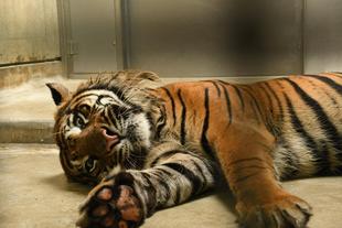 ゆるっと個体紹介~アカラ編~