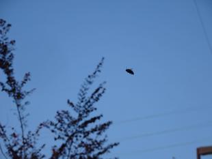 ～　熊蜂の飛行　～