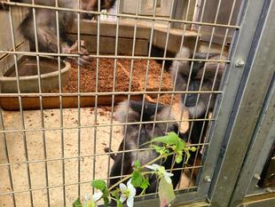 シシオザルの4月