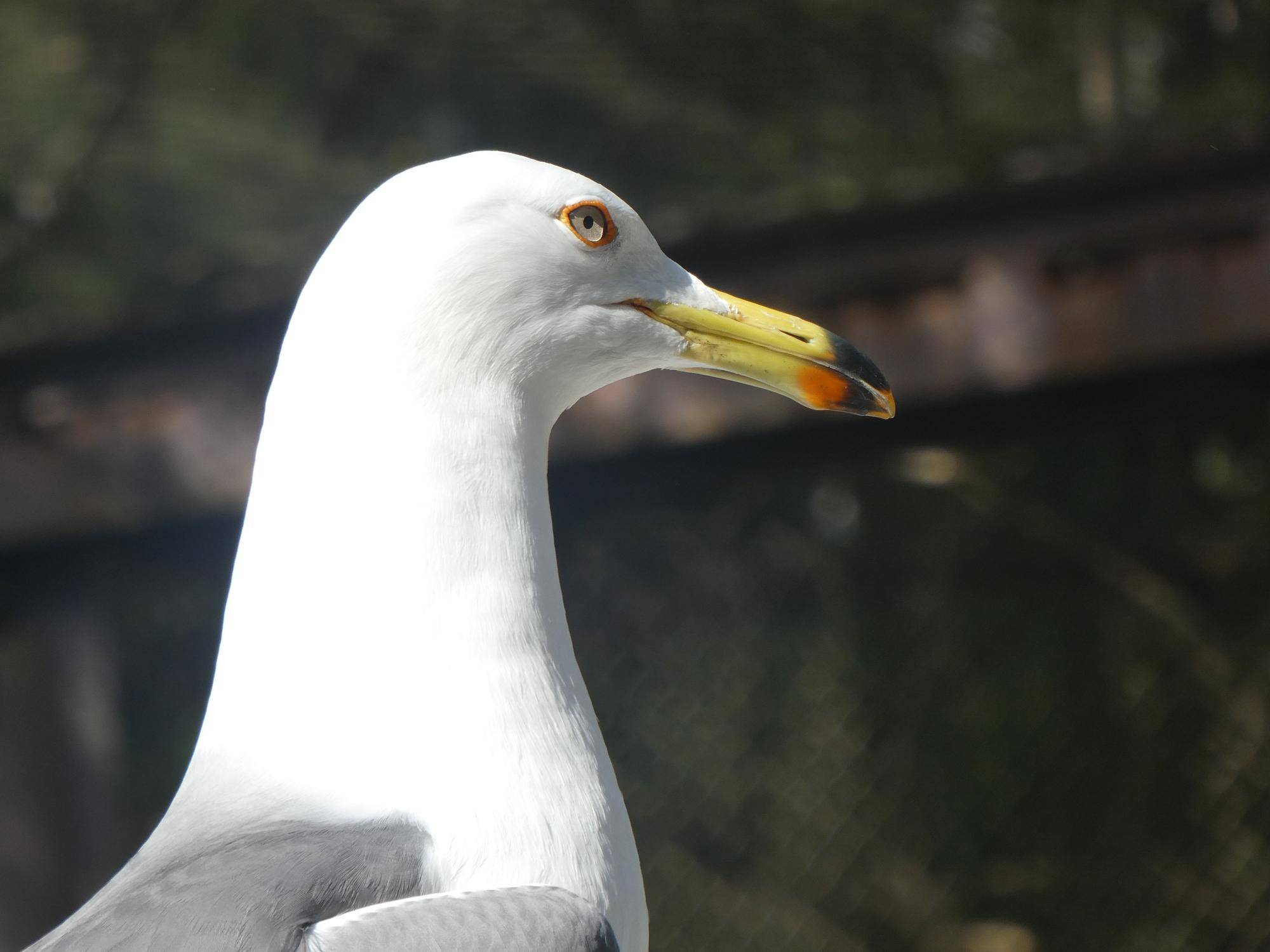 愛鳥週間!ズーラシアのオオワシとカモメたちの写真