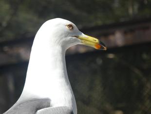 愛鳥週間！ズーラシアのオオワシとカモメたち