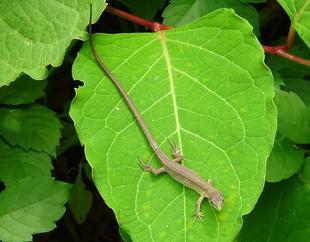 ～　身近な生きもの展　今週のピックアップ④　～