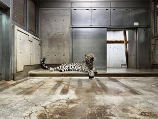 アムールヒョウ、トライの休園日