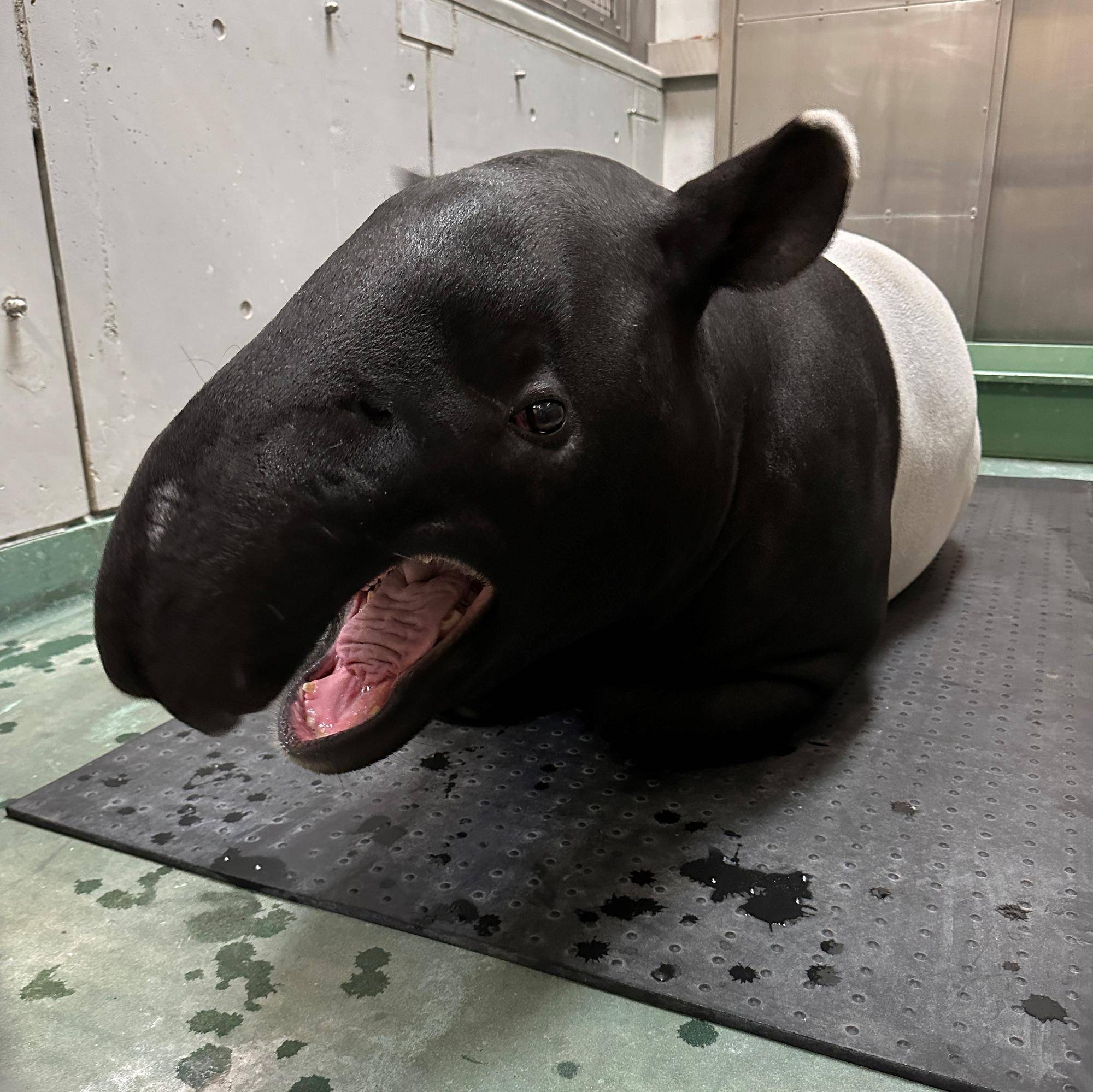 ひでお、無事に動物病院に到着しました!の写真