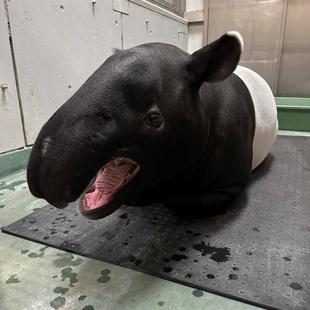 ひでお、無事に動物病院に到着しました！