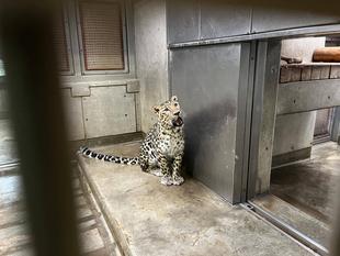 アムールヒョウ、トライの休園日　つづき