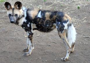 リカオン　リク、11歳になる