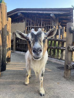 コロネのご報告