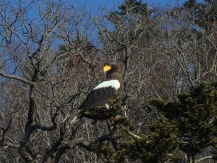 愛鳥週間！オオワシの暮らす環境のこと