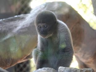 ウーリーモンキーの赤ちゃん成長記⑲～誕生日イベント～