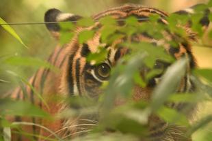 ゆるっと個体紹介～ムジュ編～