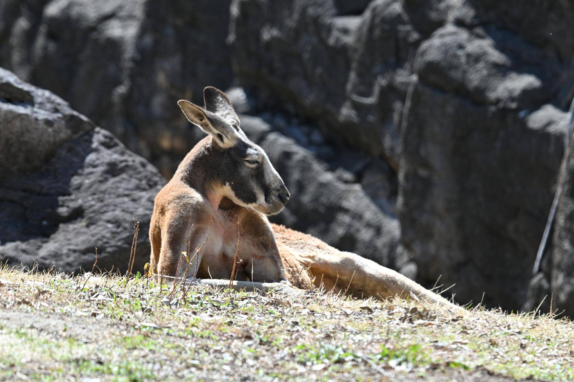 アカカンガルー ヨシ安らかにの写真