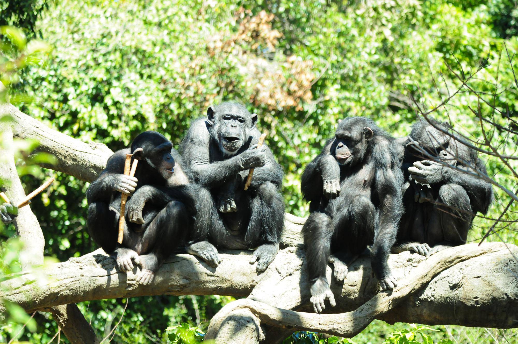 5月の【ズーラシアどうぶつ教室】終了~🐒の写真